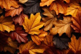 Autumn Images Wallpaper 5