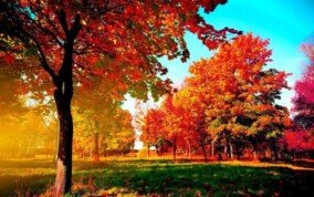 Autumn Trees Desktop Wallpaper 0