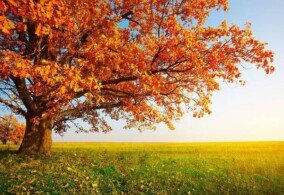 Autumn Trees Desktop Wallpaper 1