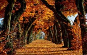 Autumn Trees Desktop Wallpaper 2