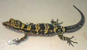 Black And Yellow Lizard 2