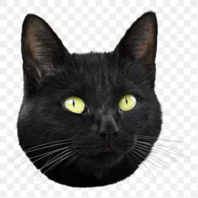 Black Cat Png 3