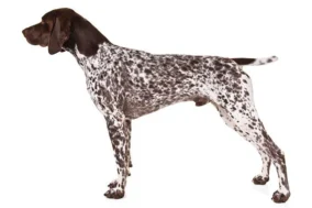 German Shorthaired Pointer Pictures 0