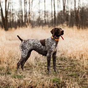 German Shorthaired Pointer Pictures 1