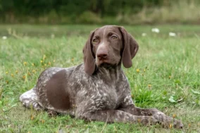 German Shorthaired Pointer Pictures 2