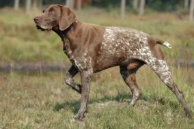 German Shorthaired Pointer Pictures 3