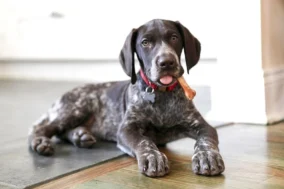 German Shorthaired Pointer Pictures 4