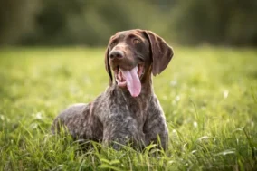 German Shorthaired Pointer Pictures 5