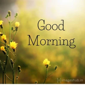 Good Morning Images Hd 5