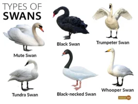 Is A Swan A Mammal 2