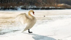 Is A Swan A Mammal 4