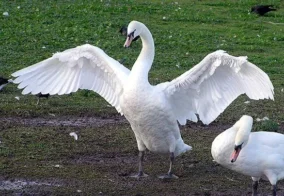 Is A Swan A Mammal 5
