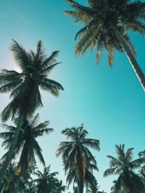 Palm Tree Wallpapers 0
