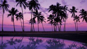 Palm Tree Wallpapers 1