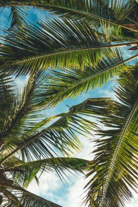 Palm Tree Wallpapers 2