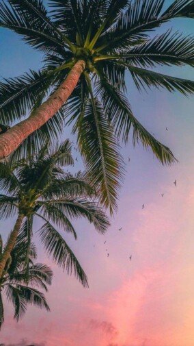 Palm Tree Wallpapers 3