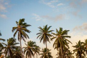 Palm Tree Wallpapers 4