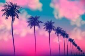 Palm Tree Wallpapers 5