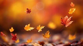 Wallpapers Autumn Free 1