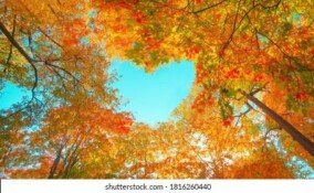 Wallpapers Autumn Free 4