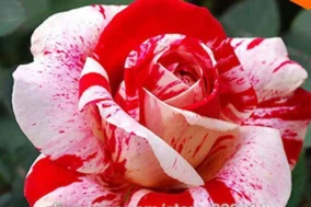 White Rose With Blood 5