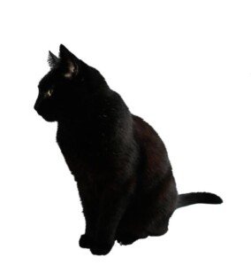 black cat png transparent 1