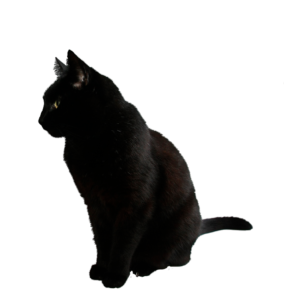 black cat png transparent 2