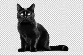 black cat png transparent 4