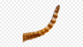cat tail png 1