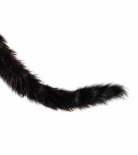 cat tail png 2