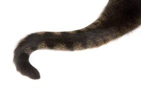 cat tail png 4