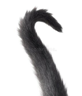 cat tail png 5