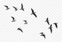 Birds Flying PNG 0