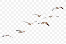 Birds Flying PNG 1