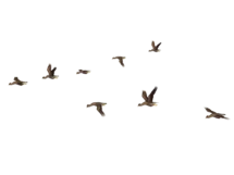 Birds Flying PNG 2