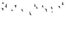 Birds Flying PNG 3