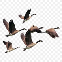 Birds Flying PNG 5