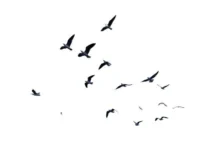 Birds Flying PNG 6