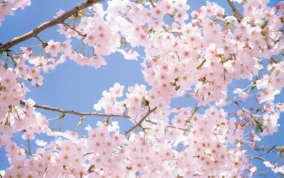 Cherry Blossom Tree Desktop Wallpaper 3