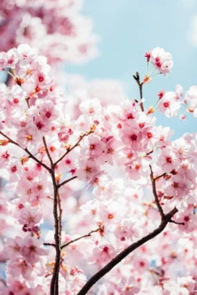 Wallpaper Japan Cherry Blossoms 5