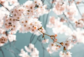High Quality Cherry Blossom Wallpaper 5