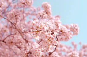 Spring Cherry Blossom Wallpaper 3